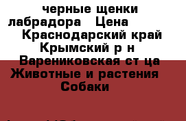 черные щенки лабрадора › Цена ­ 10 000 - Краснодарский край, Крымский р-н, Варениковская ст-ца Животные и растения » Собаки   